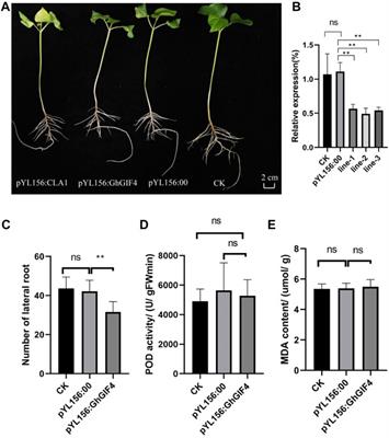 Identification and Characterization of the Growth-Regulating Factors-Interacting Factors in Cotton